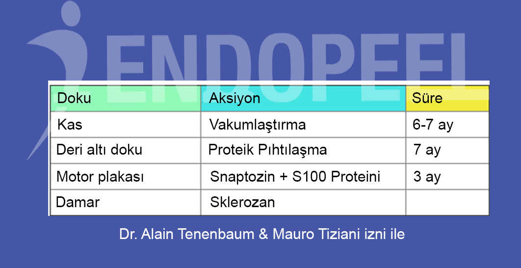 endopeel etki mekanizmalarının devamı