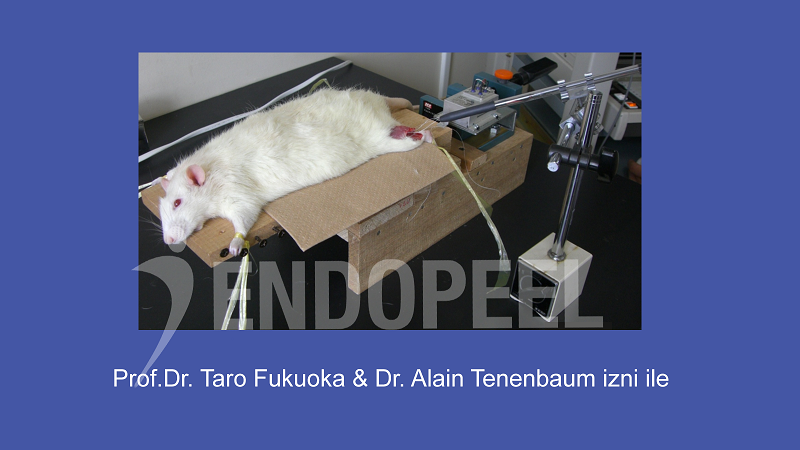 Japonya'da Endopeel &Ccedil;alışması i&ccedil;in İsvi&ccedil;re Sı&ccedil;anı