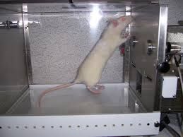 sıçanlar için kutular